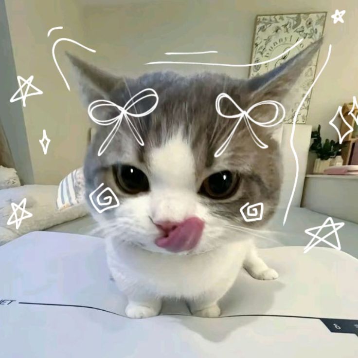 cute cat 1
